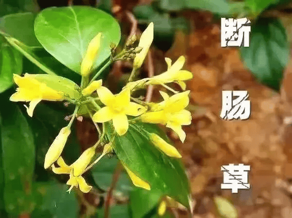 电子竞技
_一锅汤放倒佛山一家6口 警惕：此物剧毒电子竞技
！